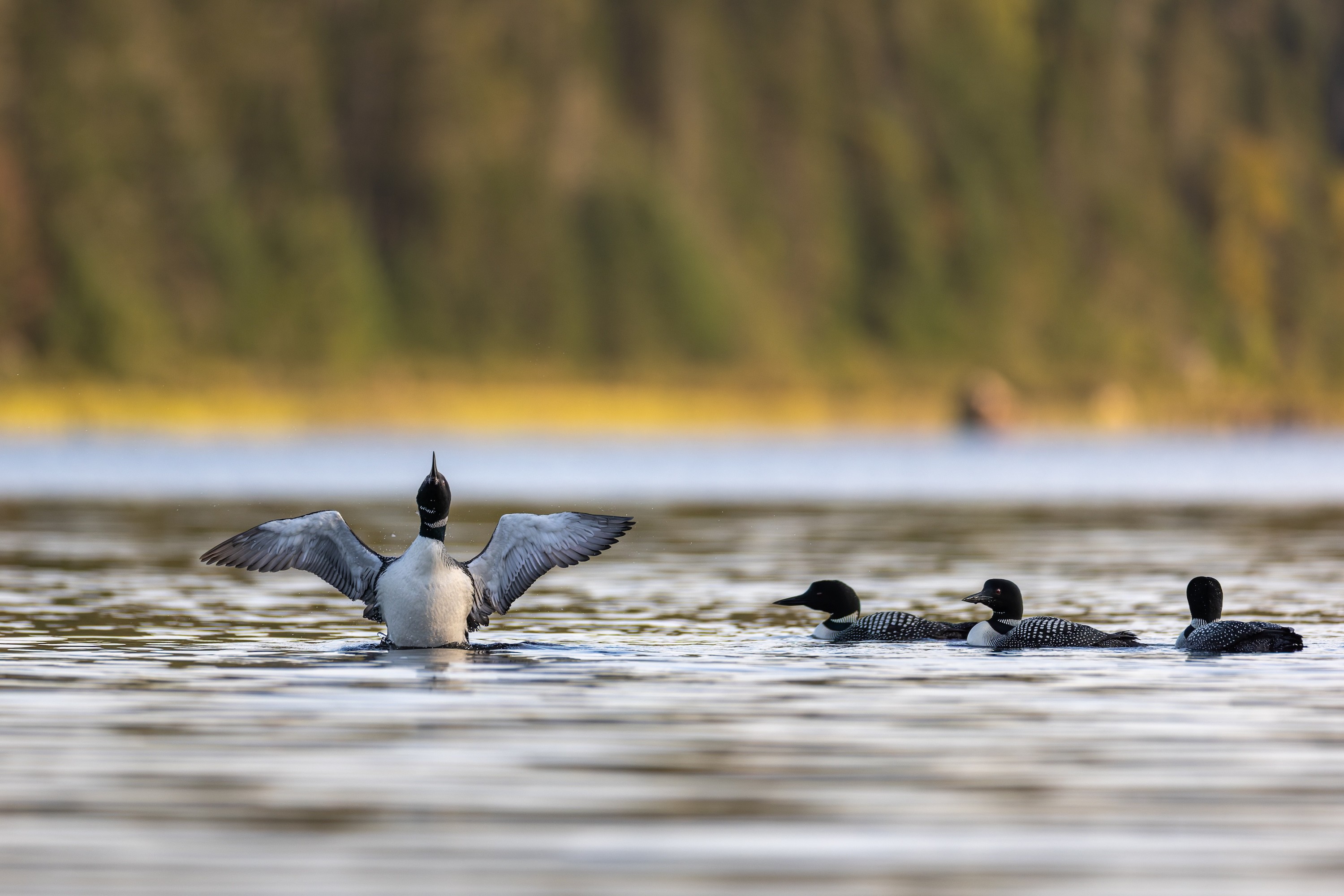 L'exposition Horizons nordiques au profit de Maison Phoenix se poursuit en ligne